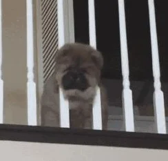 深度剖析熊猫与狗狗的角色特点，解锁它们的美好人生养成攻略