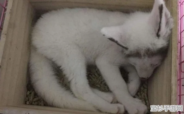 深度剖析熊猫与狗狗的角色特点，解锁它们的美好人生养成攻略