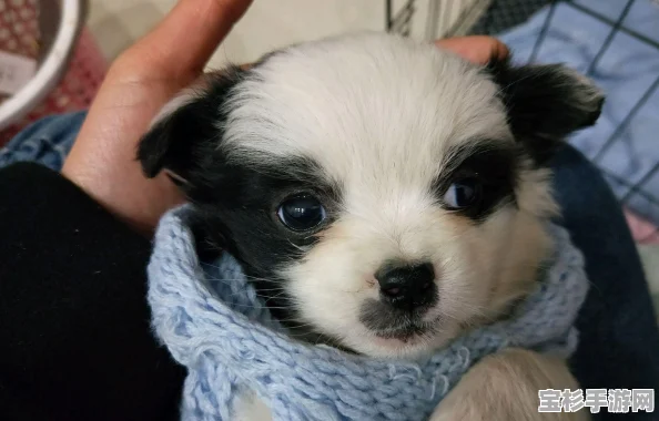 深度剖析熊猫与狗狗的角色特点，解锁它们的美好人生养成攻略