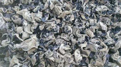 怎样挑选优质东北黑木耳？一份详尽的识别指南