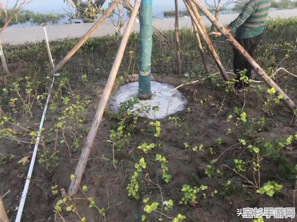 乔木定植技术要点，如何高效解决排水问题，确保树木健康成长？
