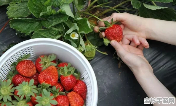 怎样享受甜蜜时光？小森生活教你轻松烹饪草莓大福