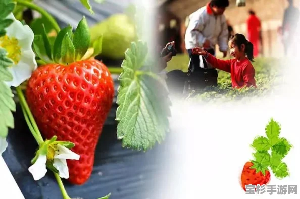 怎样享受甜蜜时光？小森生活教你轻松烹饪草莓大福