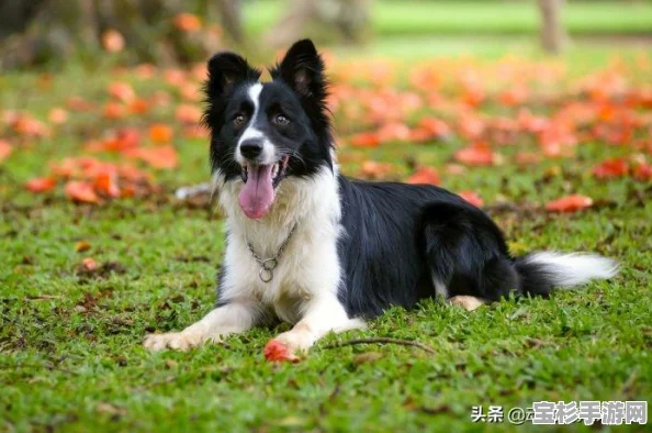 哪些宠物狗最适合家养？一份详尽的排名与选择指南