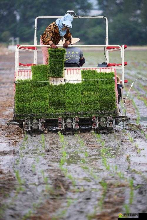 24 种男女插秧法提高效率的高效实践之道