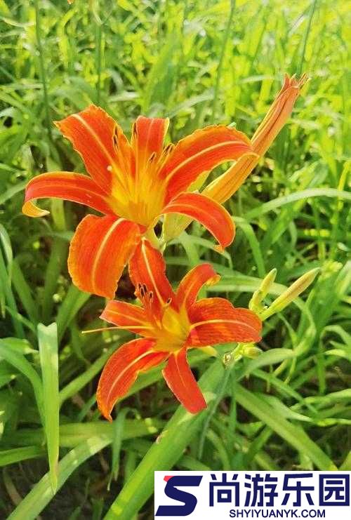 久久丫精品忘忧草