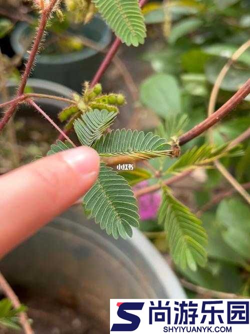 含羞草在线视频