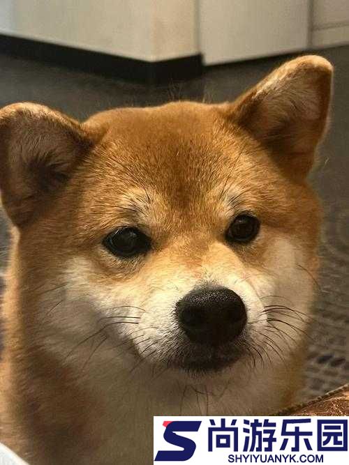 人狗胶配方大全