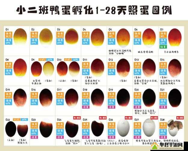 深海迷航，探索美丽水世界，揭秘未知生物蛋的详细孵化方法与步骤