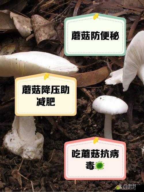 广州一家吃蘑菇后续：食用者健康状况引发关注