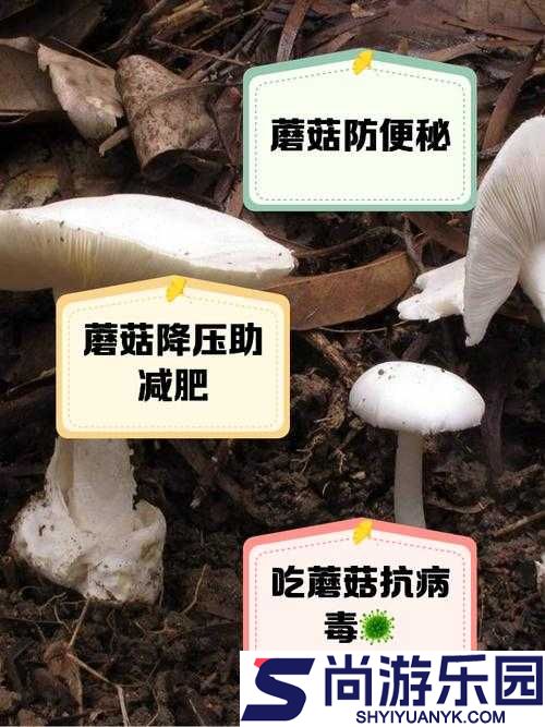 广州一家吃蘑菇后续