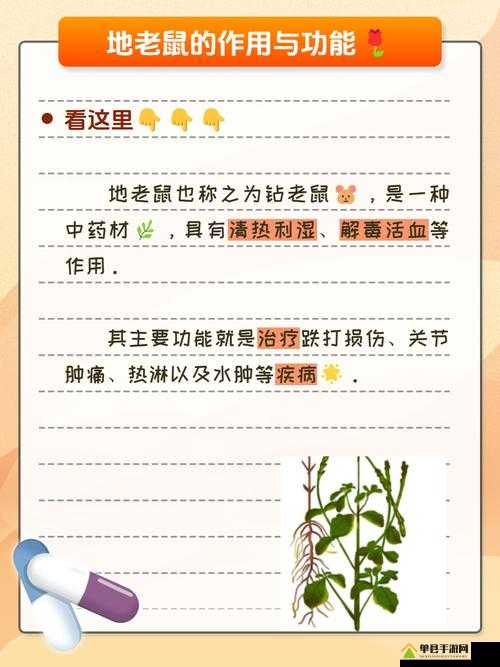 北境之地鼠患问题应对策略，全面深入解析鼠患预防的有效方法