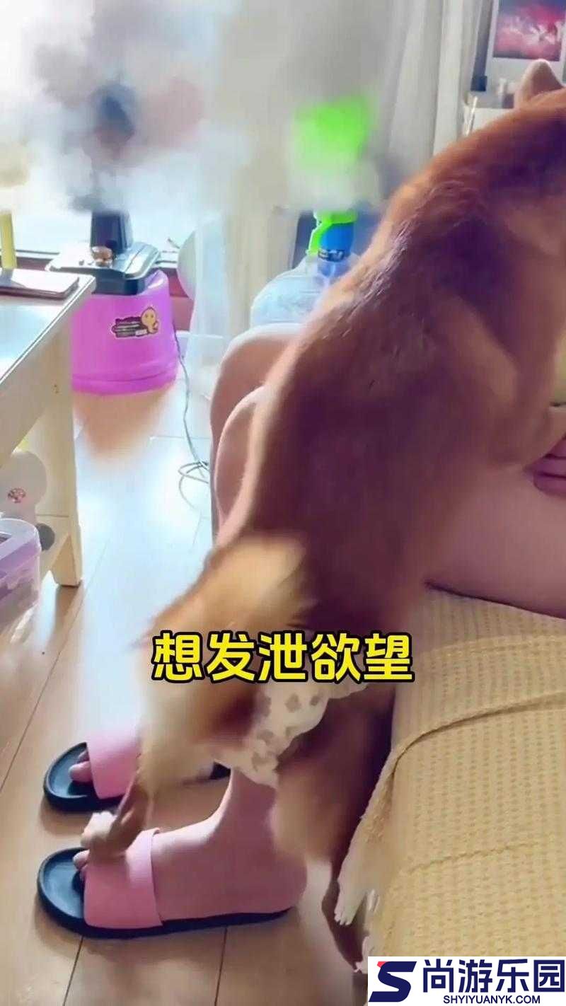 狗狗配人怎么配电视