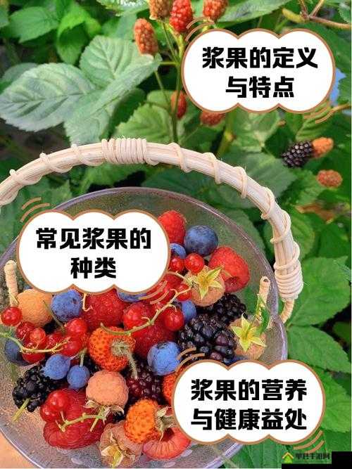 Unturned游戏全浆果种类及其效果详细解析指南