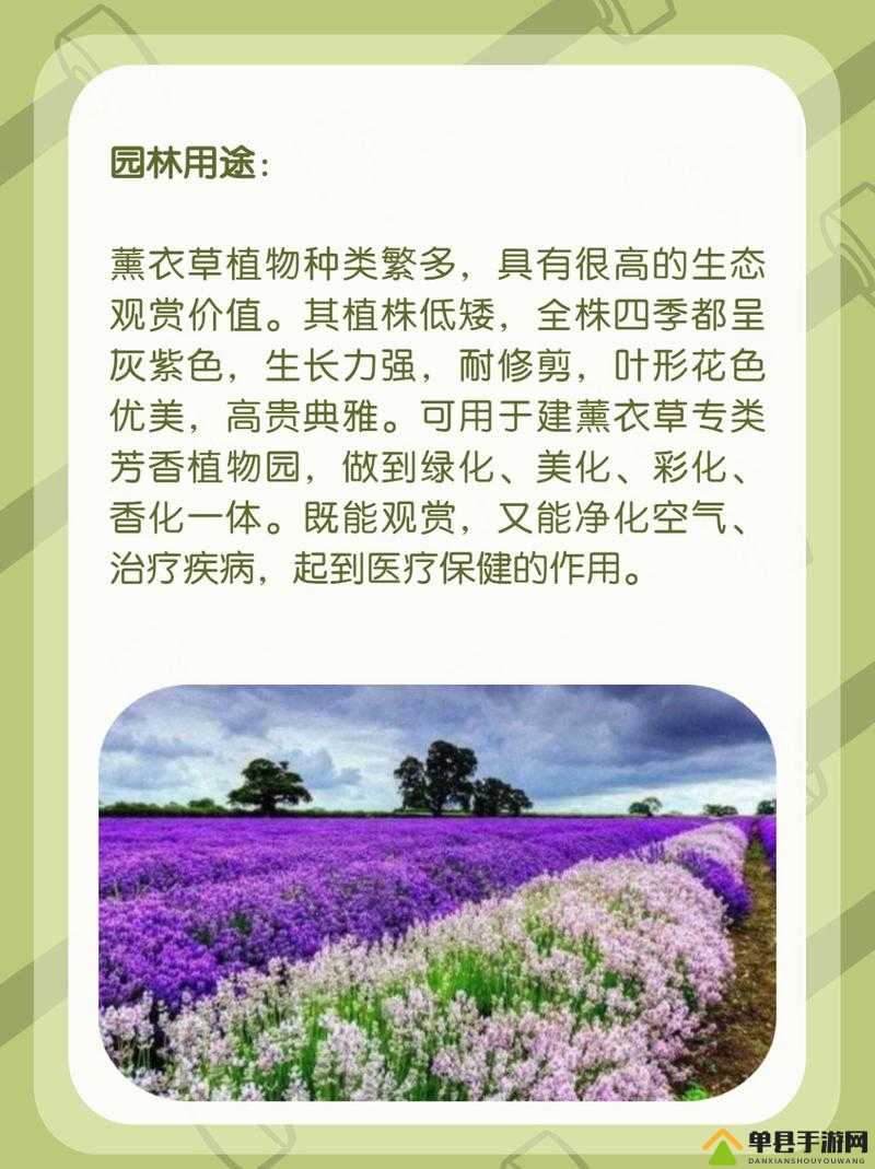 探索薰衣草的奥秘：薰衣草研究所网站入口及相关信息