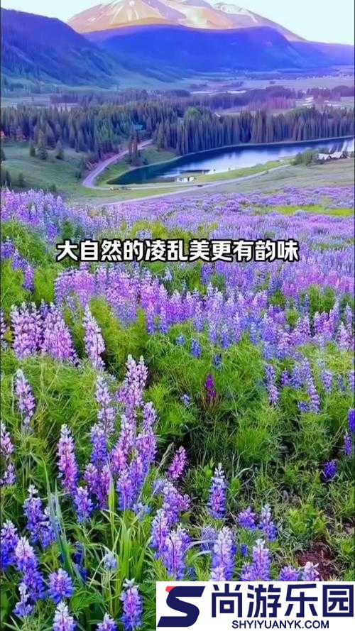 野花日本免费观看大全