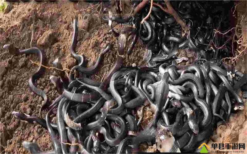 被一条蛇做到崩溃：一场令人惊心动魄的恐怖遭遇