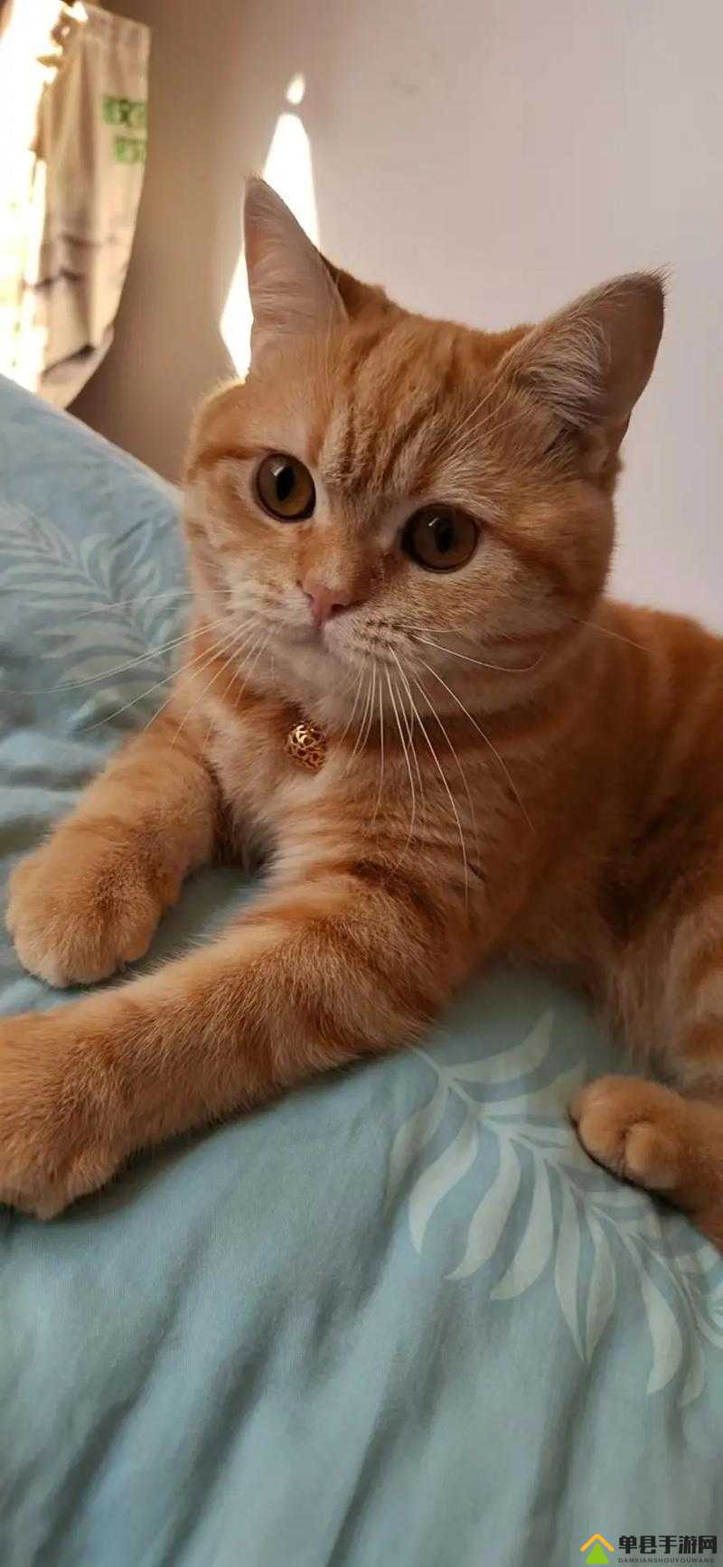 糖心短视频 vlog 柠檬猫：可爱猫咪的甜蜜日常