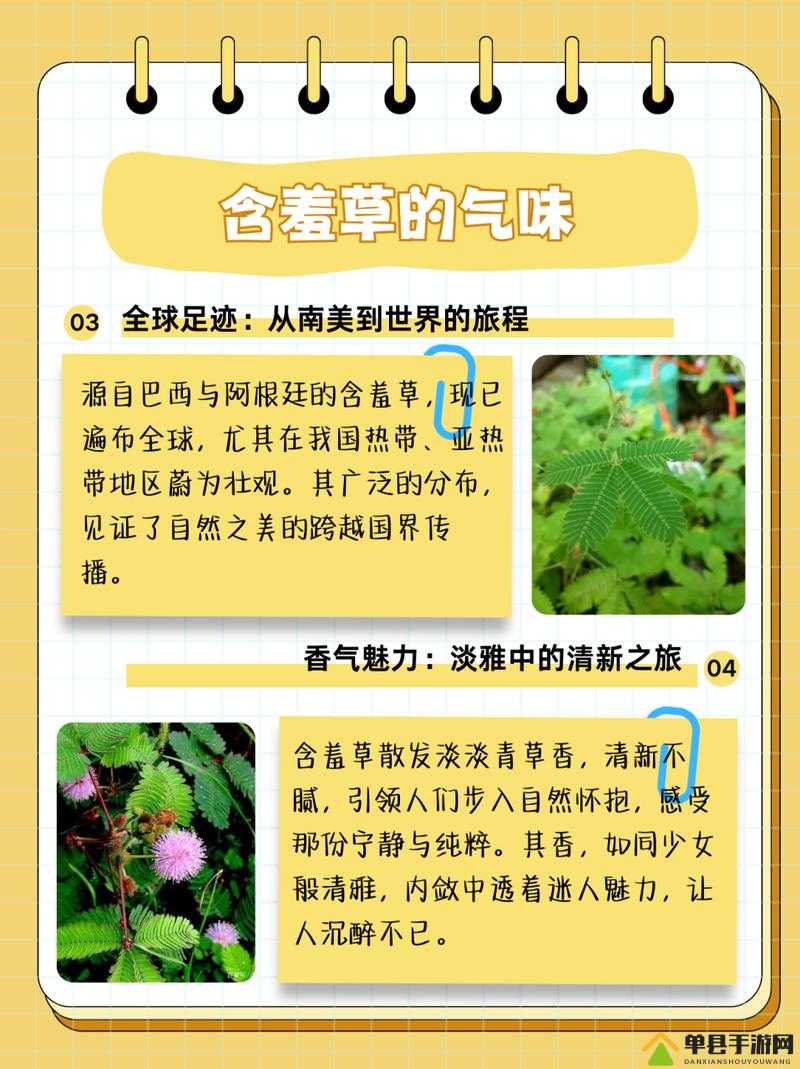 含羞草的作用含羞草能预测地震含羞草能治疗跌打损伤等病症含羞草可观赏