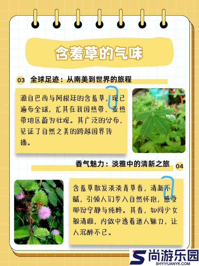 含羞草的作用含羞草能预测地震含羞草能治疗跌打损伤等病症含羞草可观赏