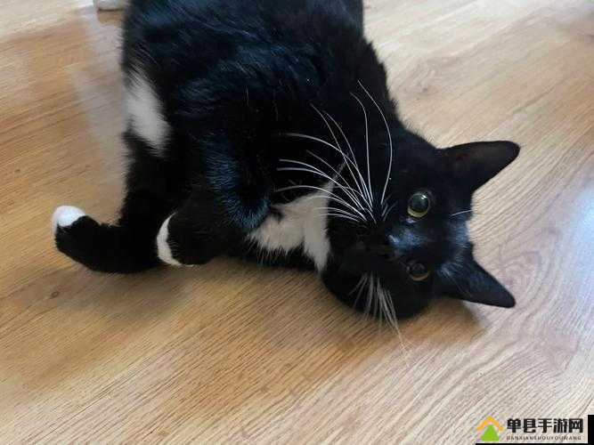 塔科马AR游戏中寻找猫咪位置及Catsitter成就达成全攻略