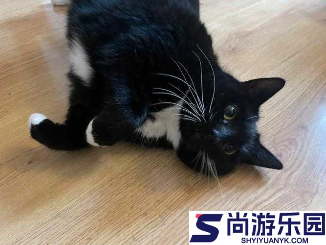 塔科马AR游戏中寻找猫咪位置及Catsitter成就达成全攻略