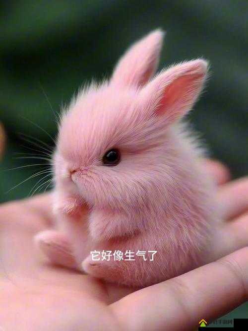男朋友温柔抚摸小兔子，动作细腻令人心动