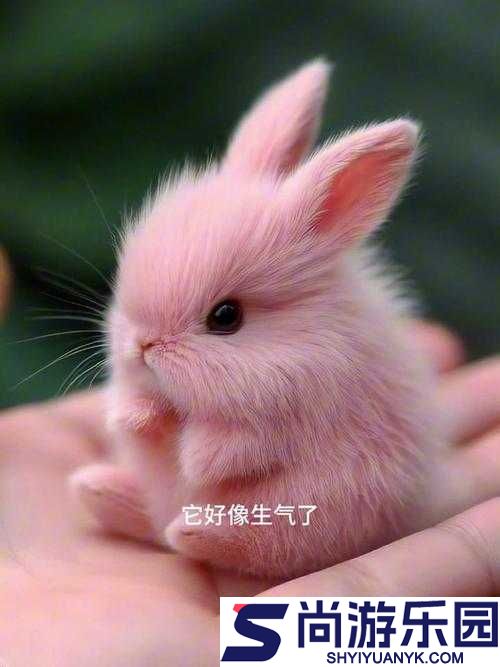 男朋友温柔抚摸小兔子