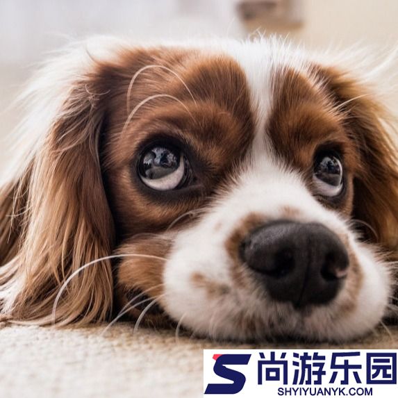 集宠区app下载