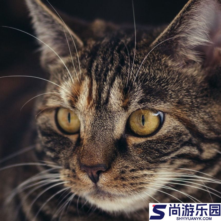 集宠区app下载