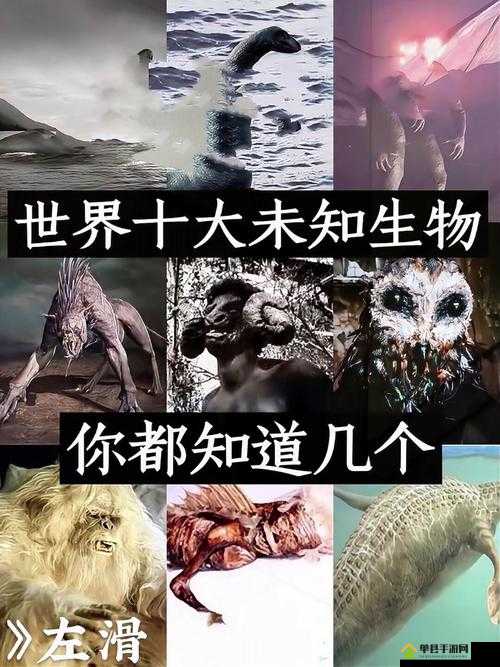 神秘通道入口搜索：开启未知世界的奇幻探险之旅