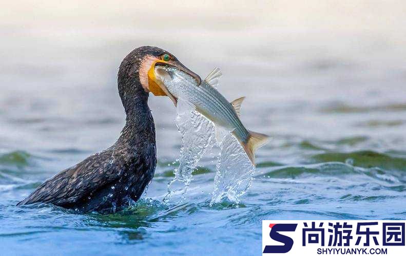 饥荒海滩游戏中鸬鹚的作用及功能全面介绍