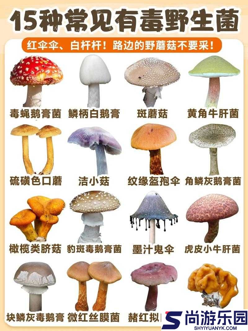 大蘑菇进入子宫的