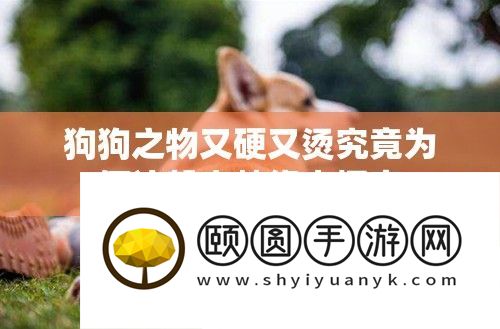 狗狗之物又硬又烫事实为何这般奇异启事探讨