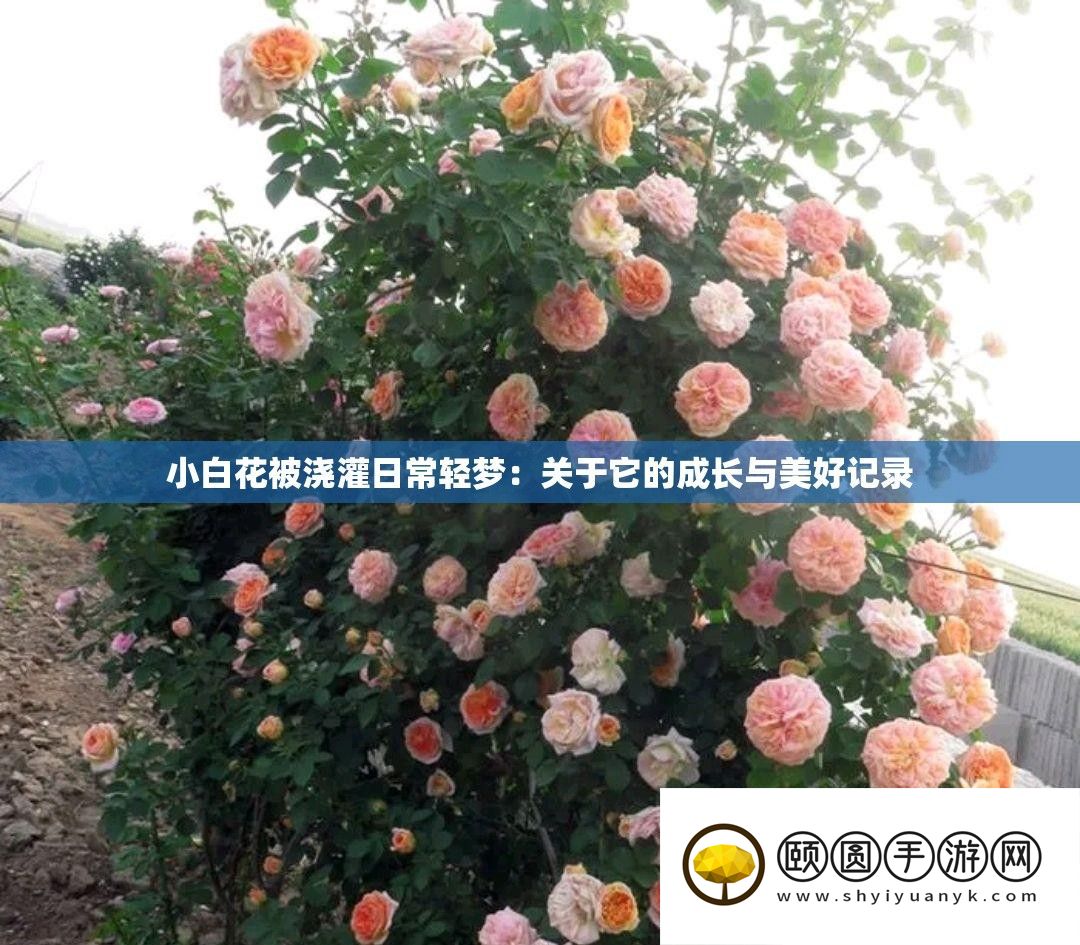 小白花被浇灌平常轻梦