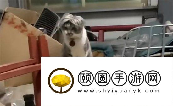 《抖音》梅狸猫梗的意思介绍