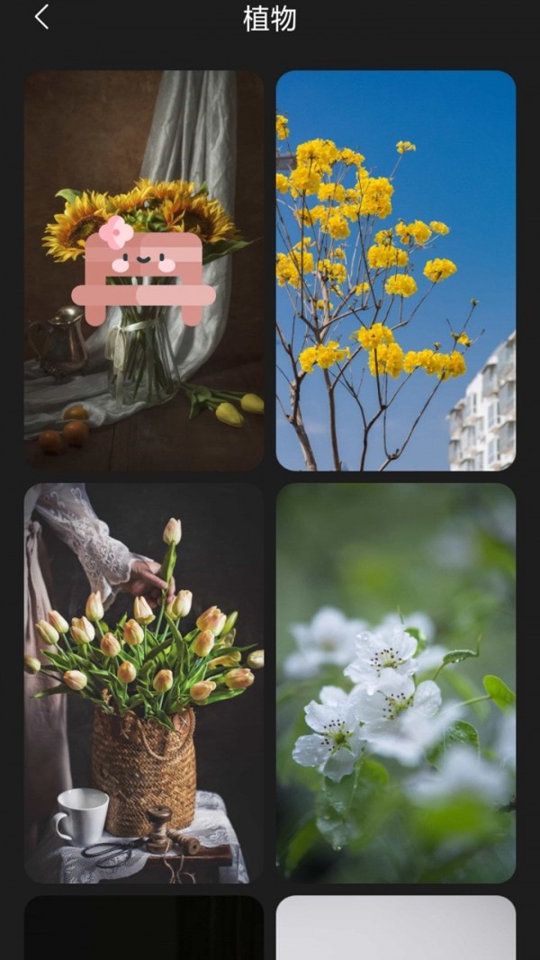 布丁壁纸免费版下载