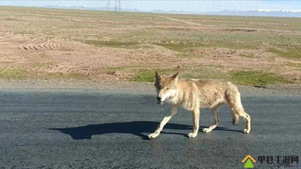 老狼在无人区的表现如何：神秘而引人入胜的探险之旅
