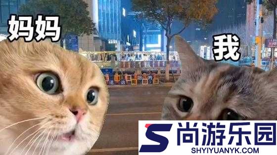 猫咪社区