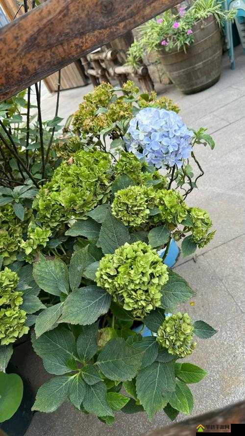 怎么亲小花园的技巧取消付费模式：付费模式的取消方法