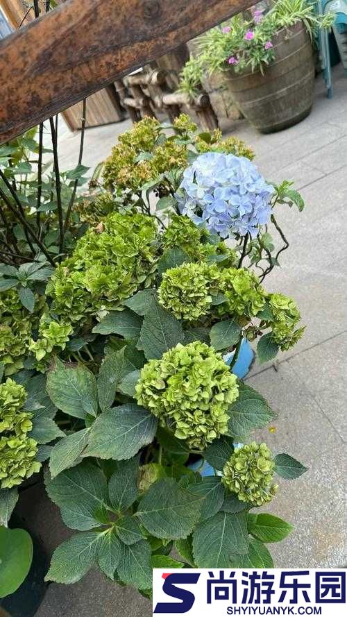 怎么亲小花园的技巧取消付费模式