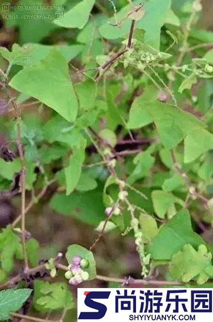 具有夜战十女不败功效的神奇草药及其强大作用