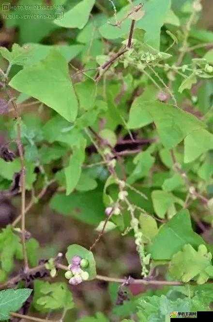 具有夜战十女不败功效的神奇草药及其强大作用