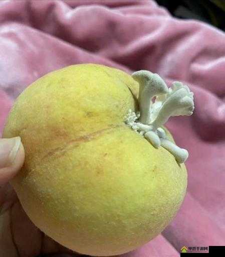 几几寒进桃子里：一个奇特现象引发的思考与探索