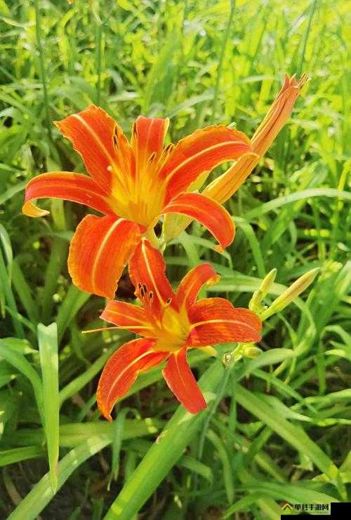 久久丫精品忘忧草-口感独特风味绝佳令人难忘的美味产品