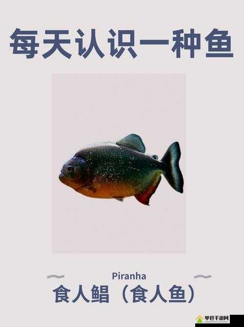深海迷航攻略，掌握美丽水世界中食人鱼属性，有效对抗食人鱼技巧