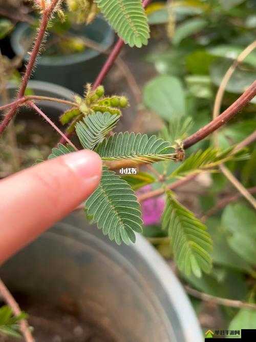 含羞草在线视频：探索其独特魅力与趣味之处