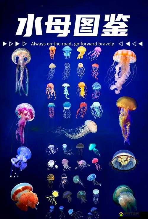 深海迷航探索，揭秘美丽水世界中水母鳐的栖息地与属性特点