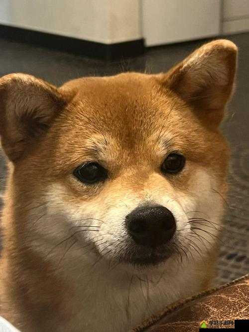 人狗胶配方大全：狗狗被卡住难以拨出的尴尬状况
