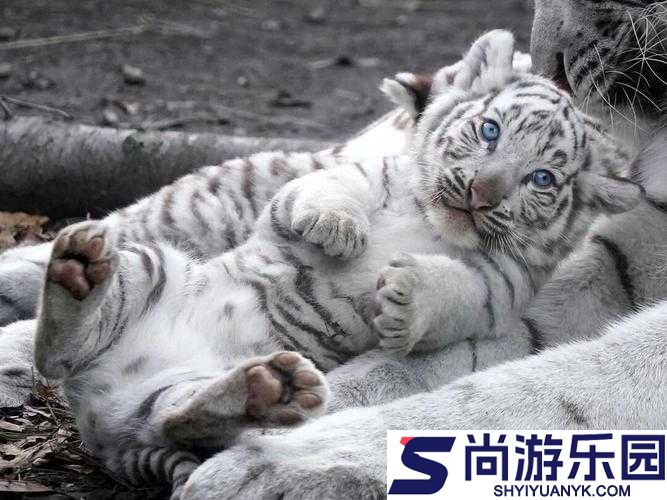 十八虎白